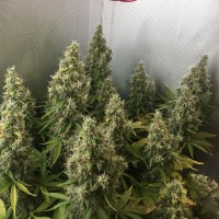 New York Diesel feminised Ganja Seeds