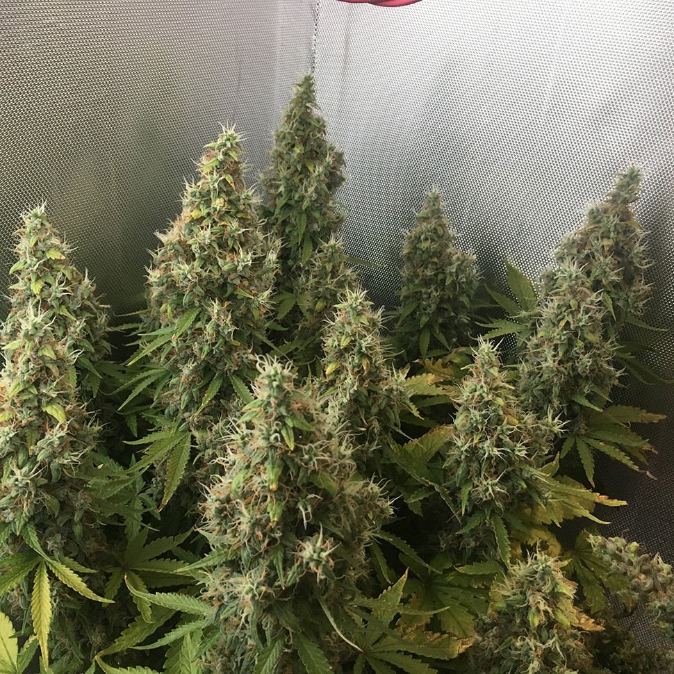 Семена марихуаны  New York Diesel feminised Ganja Seeds