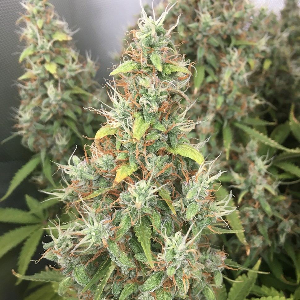 Семена  New York Diesel regular Ganja Seeds