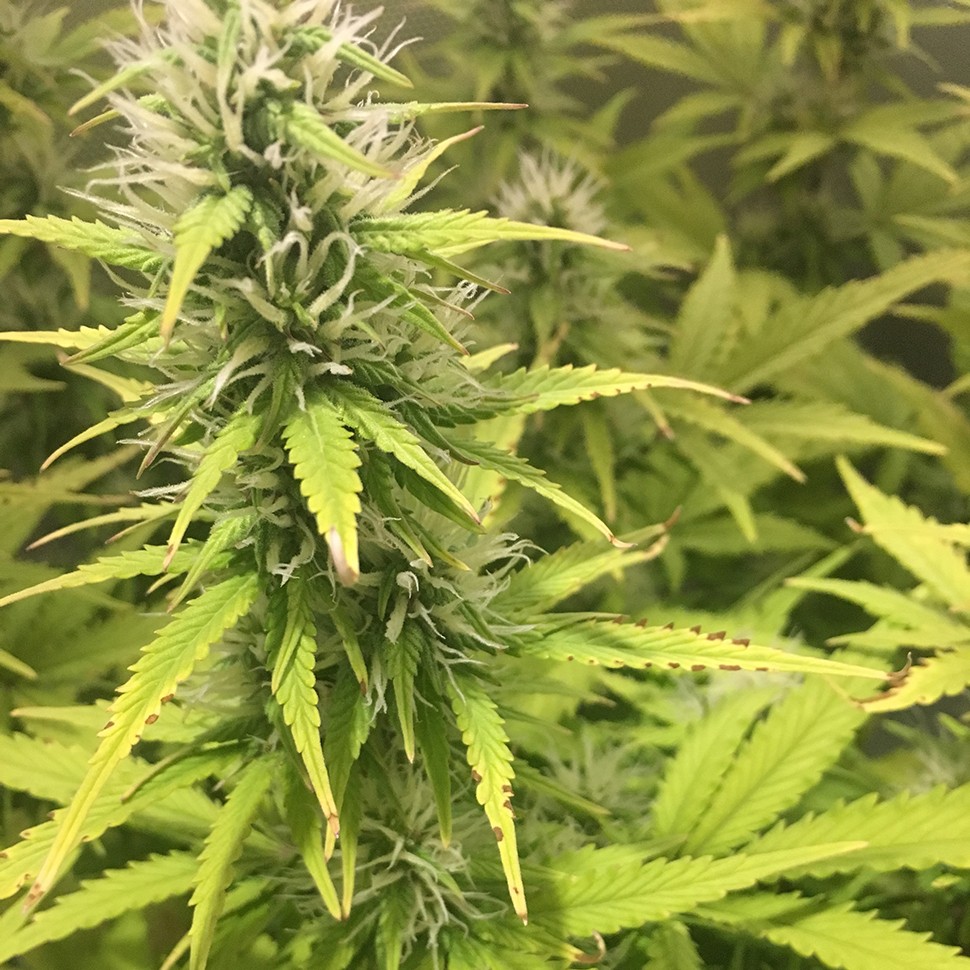 семена конопли аутдор New York Diesel regular Ganja Seeds