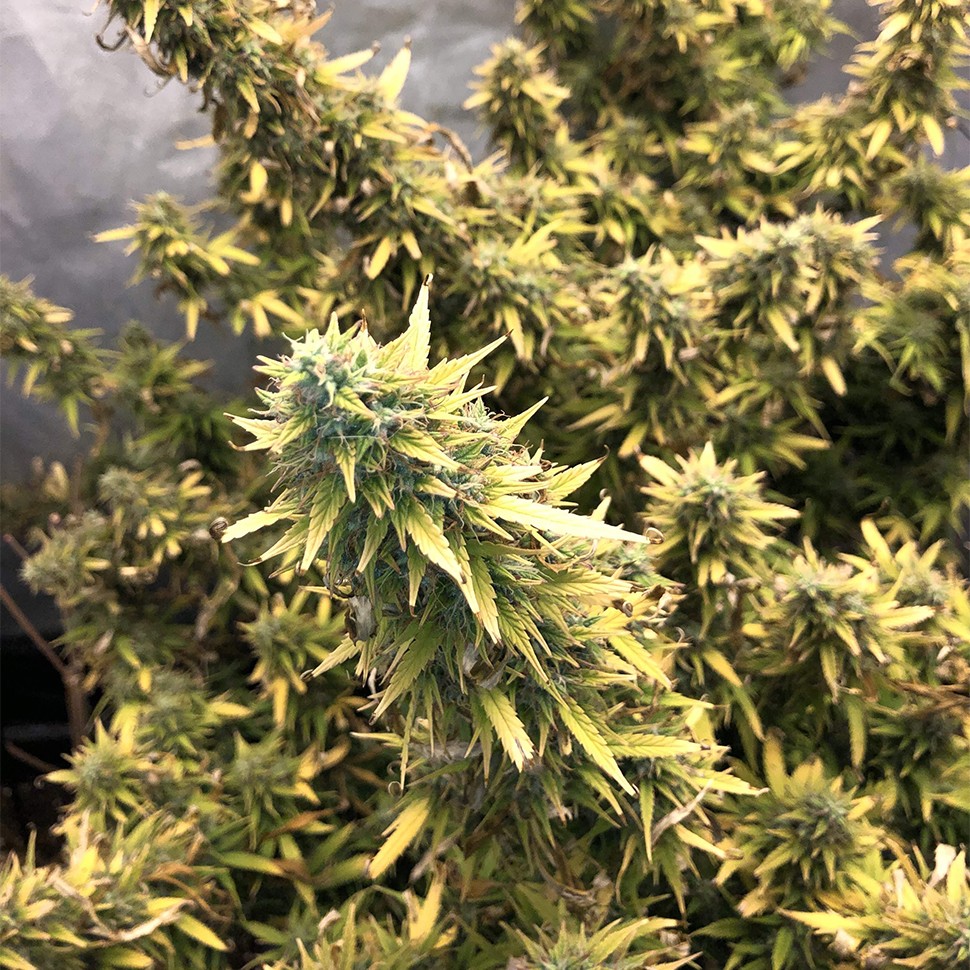 Семена каннабиса Auto Big Bud XXL feminised Ganja Seeds