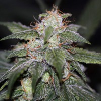 Auto Blue Cheese feminised Ganja Seeds