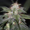 Семена марихуаны в Казахстане Auto Blue Cheese feminised Ganja Seeds