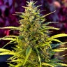 Семена каннабиса  Orange Bud feminised Ganja Seeds