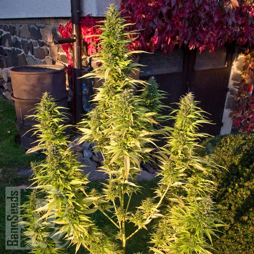 Семена каннабиса  Orange Bud feminised Ganja Seeds