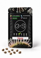 Auto Haze feminised Ganja Seeds