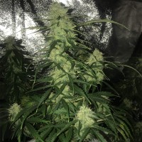 Auto Critical XXL feminised Ganja Seeds