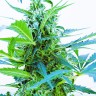 Auto Blue Kush feminised Ganja Seeds