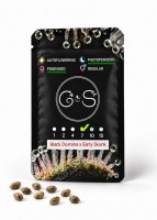 Black Domina x Early Skunk feminised Ganja Seeds