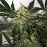 Семена ганжа  Black Domina x Early Skunk feminised Ganja Seeds