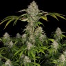 Семена ганжа  Black Domina x Early Skunk feminised Ganja Seeds