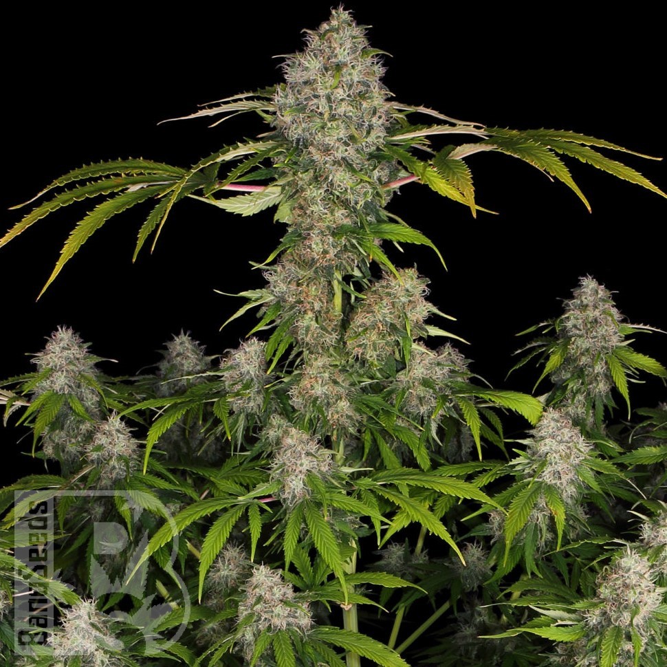 Семена ганжа  Black Domina x Early Skunk feminised Ganja Seeds