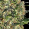 Семена ганжа  Black Domina x Early Skunk feminised Ganja Seeds