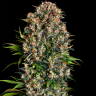 Семена ганжа  Black Domina x Early Skunk feminised Ganja Seeds