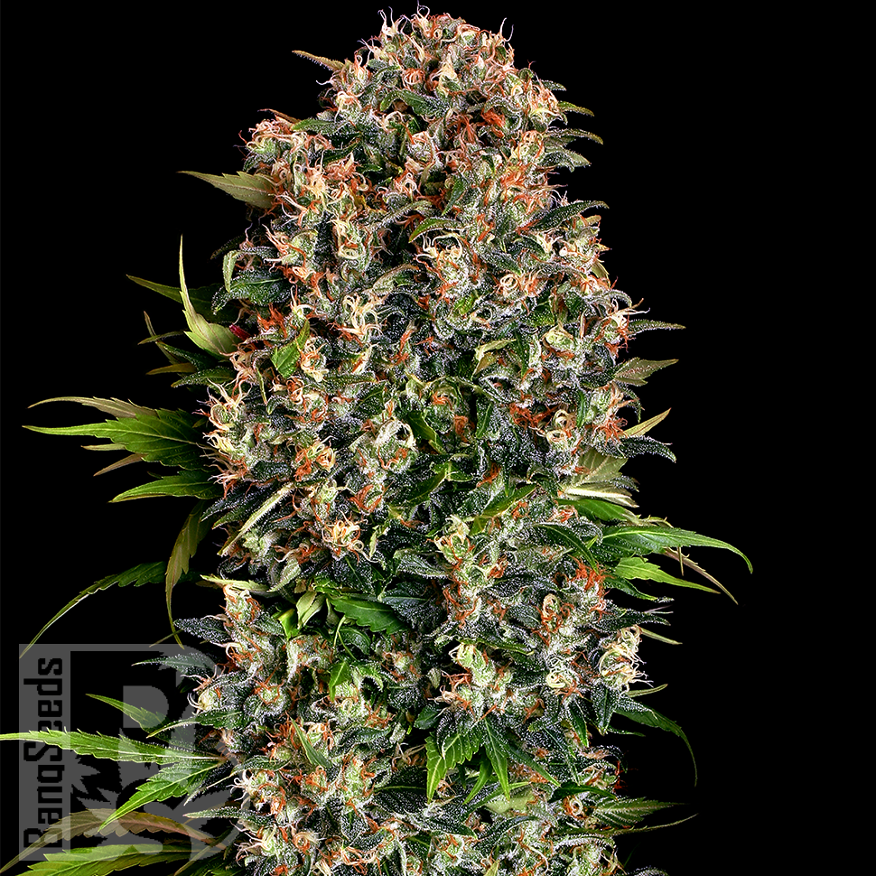 Семена ганжа  Black Domina x Early Skunk feminised Ganja Seeds