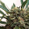 Семена ганжа  Original Skunk #1 feminised Ganja Seeds