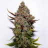 Семена ганжа  Original Skunk #1 feminised Ganja Seeds