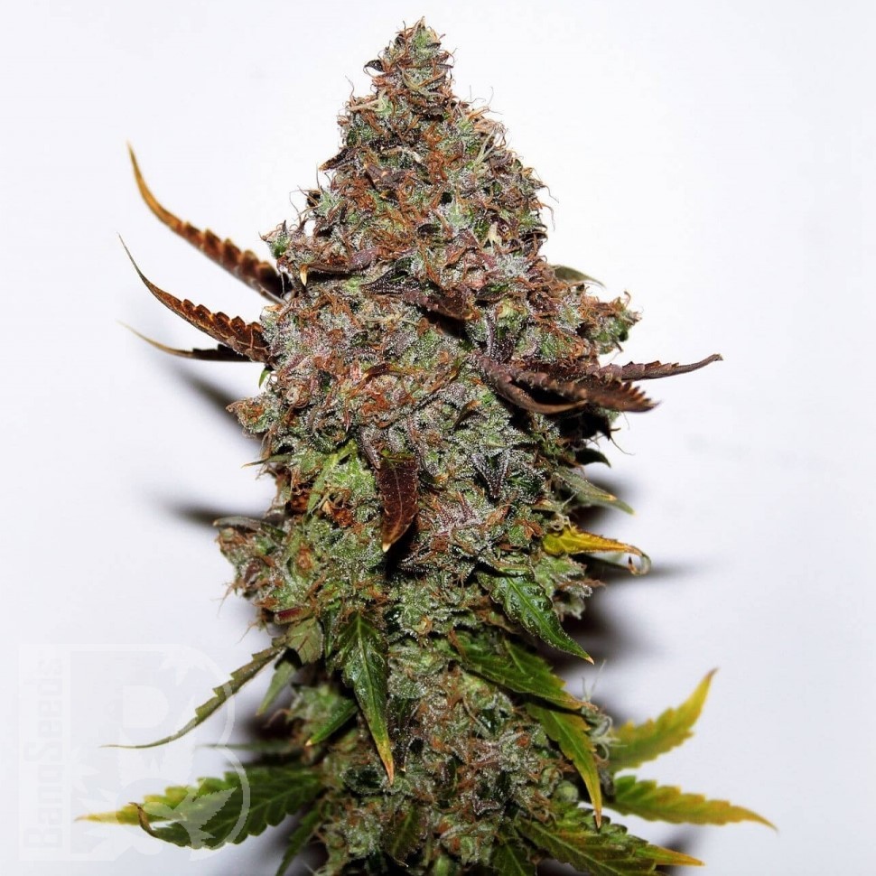 Семена ганжа  Original Skunk #1 feminised Ganja Seeds