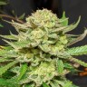 Семена ганжа  Original Skunk #1 feminised Ganja Seeds