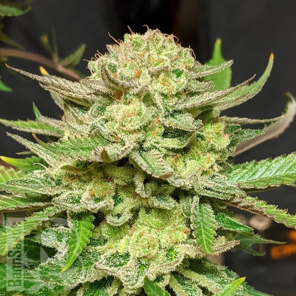 Семена ганжа  Original Skunk #1 feminised Ganja Seeds