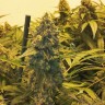 Семена ганжа  Original Skunk #1 feminised Ganja Seeds