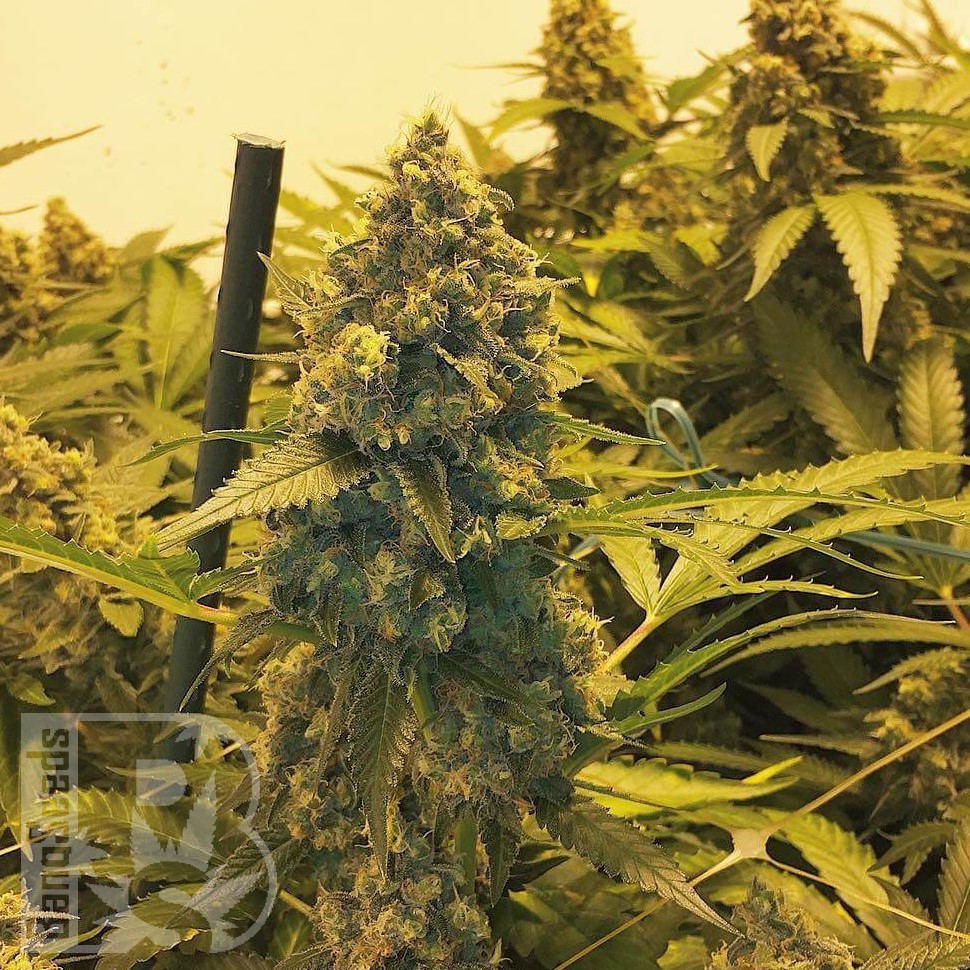 Семена ганжа  Original Skunk #1 feminised Ganja Seeds