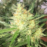 Auto Cheese feminised Ganja Seeds