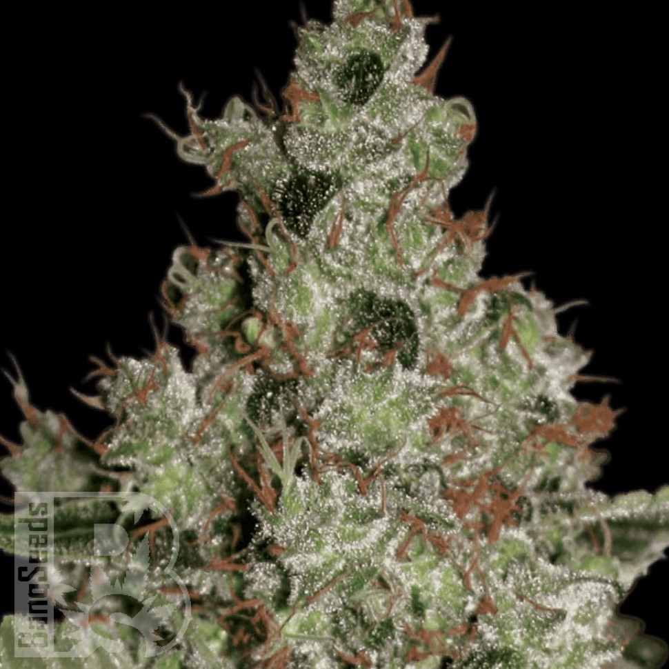 Семена ганжа  Power Plant regular Ganja Seeds
