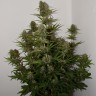 семена конопли дешево Auto Parmesan feminised Victory Seeds