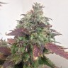 Auto Caramella feminised Ganja Seeds
