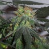 Семена  Black Domina x G13 feminised Ganja Seeds