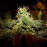 Семена  Black Domina x G13 feminised Ganja Seeds