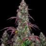 Семена конопли  Auto Lemon feminised Ganja Seeds