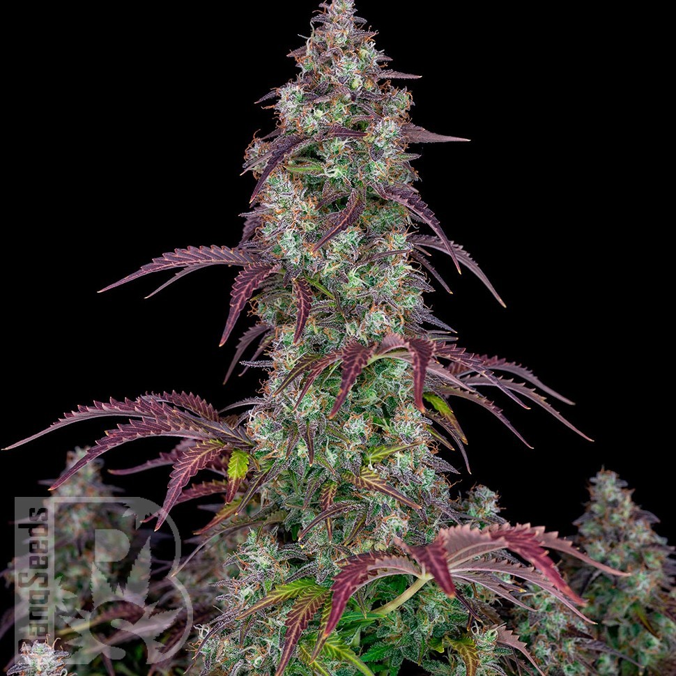 Семена конопли  Auto Lemon feminised Ganja Seeds