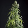 Семена конопли  Auto Lemon feminised Ganja Seeds