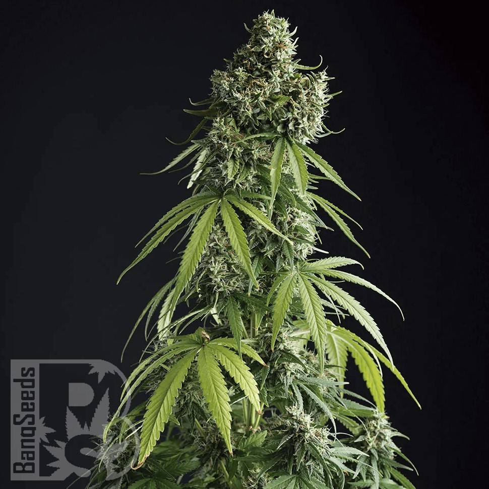 Семена конопли  Auto Lemon feminised Ganja Seeds