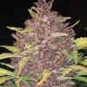 Семена конопли  Auto Lemon feminised Ganja Seeds