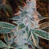Семена конопли  Auto Lemon feminised Ganja Seeds