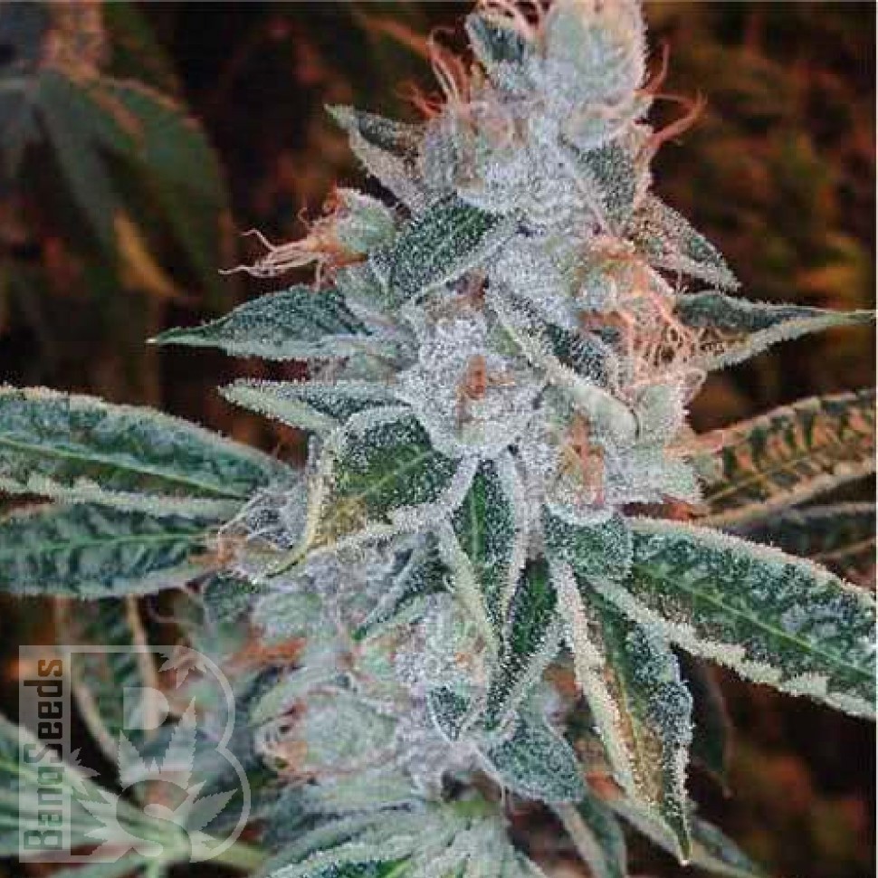 Семена конопли  Auto Lemon feminised Ganja Seeds