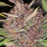 Семена конопли  Auto Lemon feminised Ganja Seeds