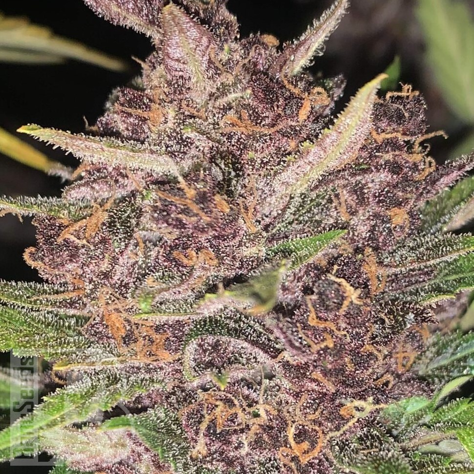 Семена конопли  Auto Lemon feminised Ganja Seeds
