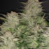Семена конопли  Auto Lemon feminised Ganja Seeds