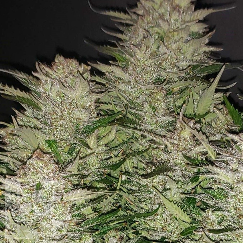 Семена конопли  Auto Lemon feminised Ganja Seeds