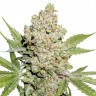 Семена конопли  Auto Lemon feminised Ganja Seeds