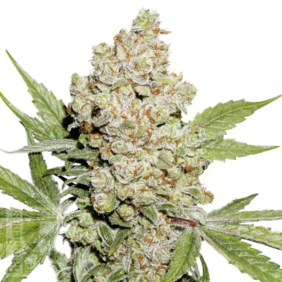 Семена конопли  Auto Lemon feminised Ganja Seeds