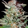 Семена конопли  Auto Lemon feminised Ganja Seeds