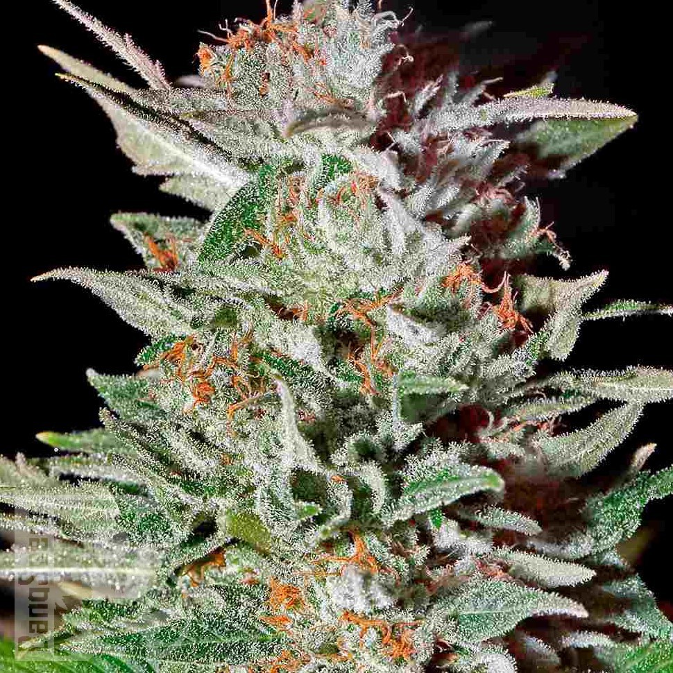 Семена конопли  Auto Lemon feminised Ganja Seeds