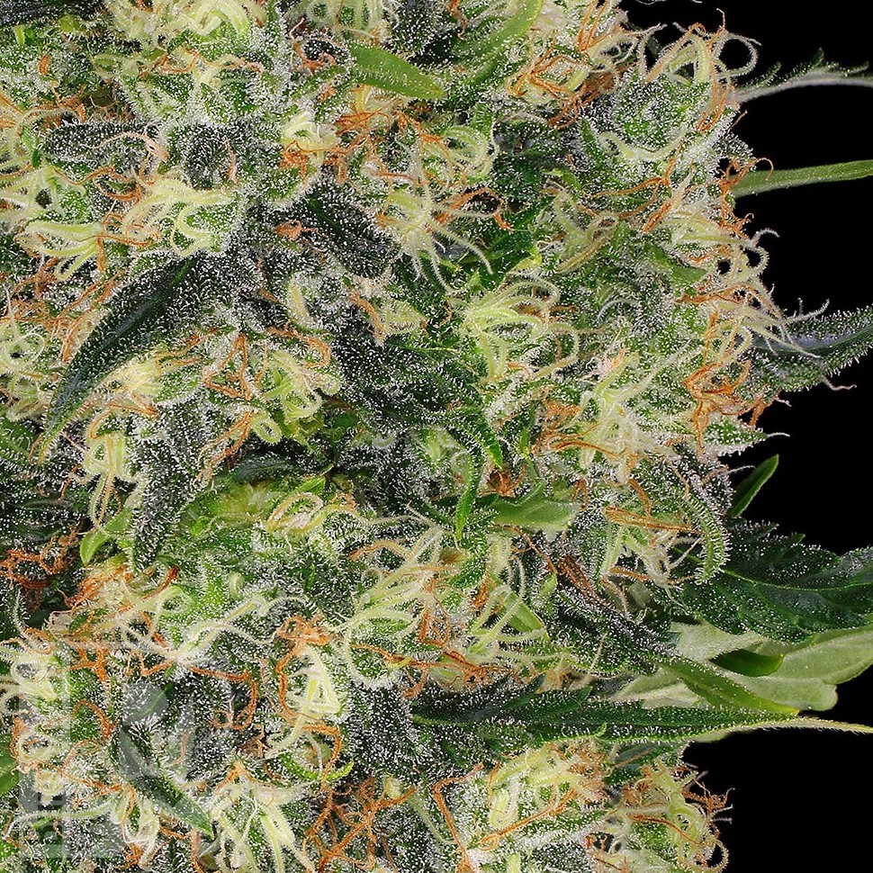 Семена каннабиса  Euforia regular Ganja Seeds