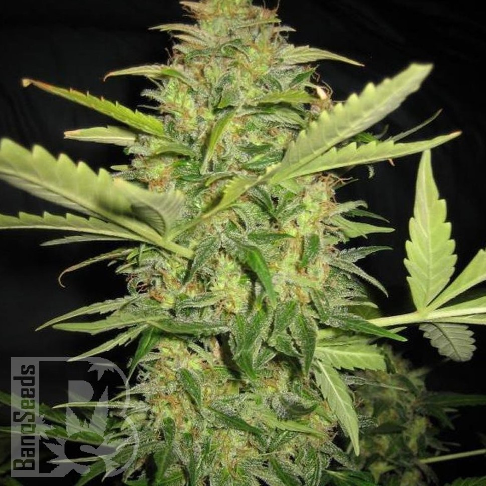 Семена каннабиса  Euforia regular Ganja Seeds