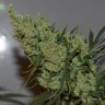 Семена  AK-47 х Lowryder (Aklow) regular Ganja Seeds